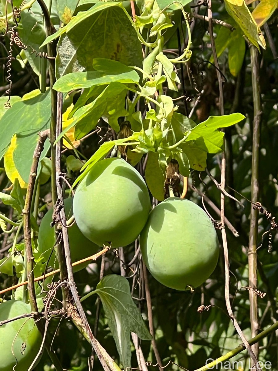 Passiflora subpeltata Ortega